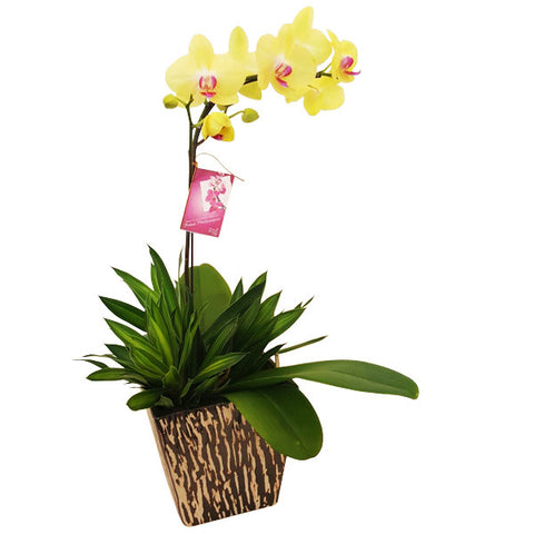 Fabulous Orchidee - Yellow Phalaenopsis Orchid in Pot