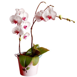 [3 Day Pre-Order] Gundy Luchia Phalaenopsis Orchid Flower