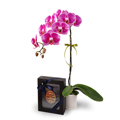 Halia Orchid - Phalaenopsis with Buku Doa Al-Quran