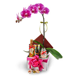 Labisia Orchid - Phalaenopsis Flowers with Halal Food Treats