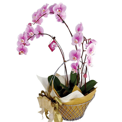 Lelilia Phalaenopsis Orchid