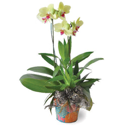 Niloofar Live Phalaenopsis Orchid