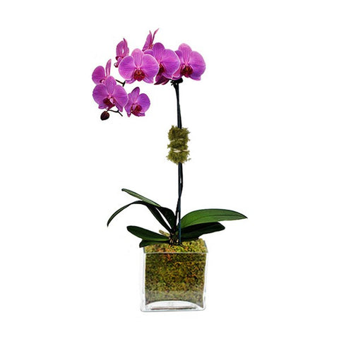 Purple Margairlin - Live Orchid Phalaenopsis in Glass